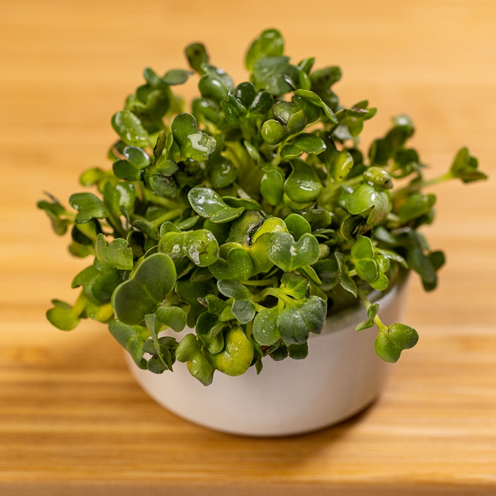A small plant in a white bowl on a wooden table.